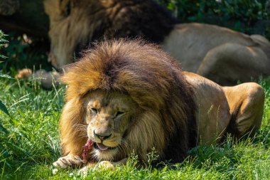 Aslan, Panthera leo, Panthera cinsindeki dört büyük kediden biridir ve Felidae familyasının bir üyesidir..