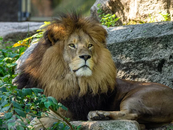 Lion Panthera Leo One Four Big Cats Genus Panthera Member — Stock Photo, Image