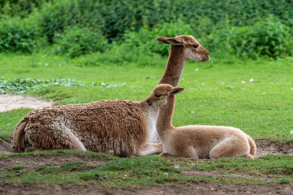 Vicunas Vicugna Vicugna Krewni Lamy Mieszkający Wysokogórskich Rejonach Andów — Zdjęcie stockowe