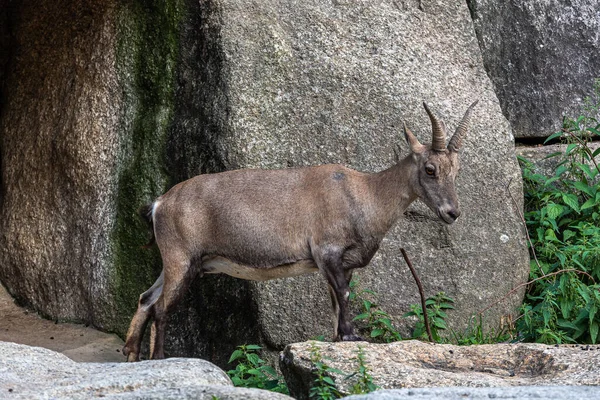 Erkek Dağ Keçisi Capra Dağ Keçisi Hayvanat Bahçesinde — Stok fotoğraf