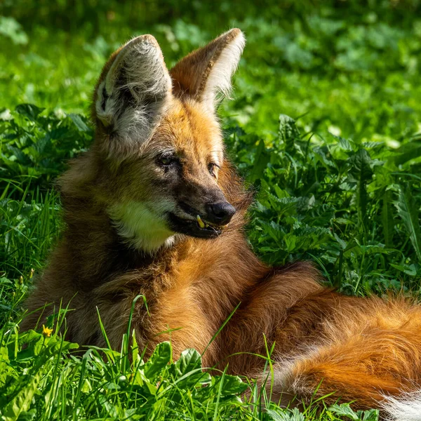 Maned Wolf Chrysocyon Brachyurus Jest Największym Kanidem Ameryki Południowej Ten — Zdjęcie stockowe