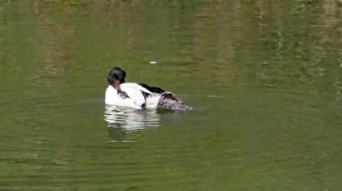Münih 'teki İngiliz Bahçesi' nde Kleinhesseloher Gölü 'nde yüzen Merganser, Goosander ve Mergus merganser.