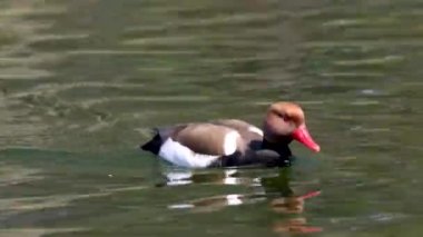 Kırmızı ibikli Pochard, Netta rufina büyük bir dalış ördeğidir. Burada Münih, Almanya 'da bir gölde