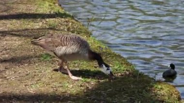 Kanada Kaz Kaz, Branta Kanadensis Almanya 'da Münih yakınlarında bir gölde. Siyah kafası ve boynu olan bir kaz, yüzünde beyaz lekeler ve kahverengimsi gri bir vücut..