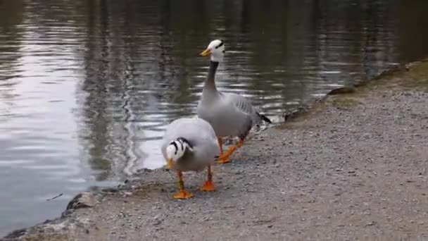 Bar Headed Goose Anser Indicus Goose Breeds Central Asia Colonies — Stock Video