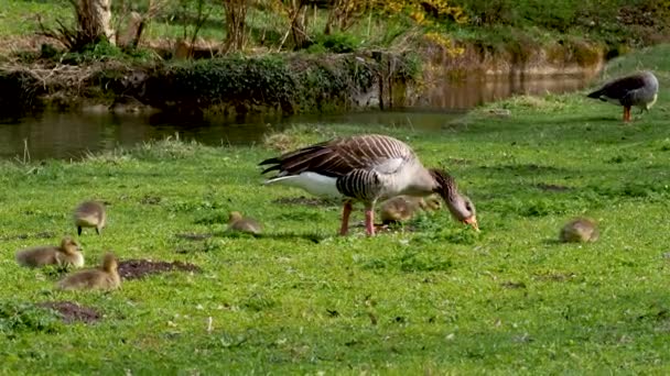 Family Greylag Geese Small Babies Greylag Goose Anser Anser Large — Stock Video