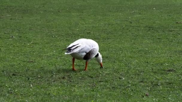 Oie Tête Barrée Anser Indicus Est Une Oie Qui Reproduit — Video