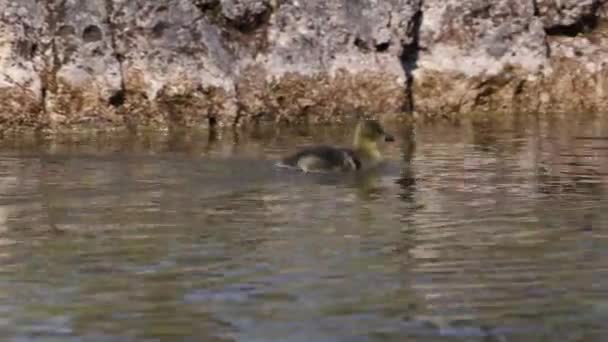 Közelről Egy Gyönyörű Sárga Bolyhos Greylag Libabőrös Baba Gosling Tavasszal — Stock videók