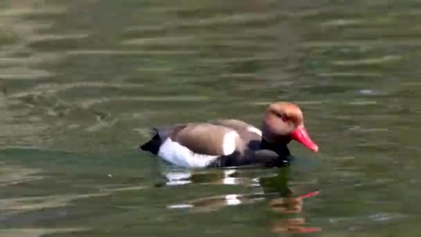 Pochard Crista Vermelha Netta Rufina Grande Pato Mergulho Aqui Lago — Vídeo de Stock