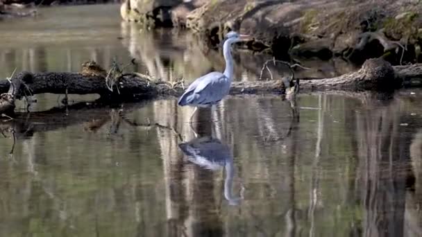 Garça Cinzenta Ardea Cinerea Pássaro Cinzento Enorme Que Percorre Lago — Vídeo de Stock