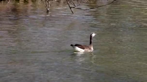 Canada Goose Branta Canadensis Lake Munich Germany 그것은 머리와 얼굴에 — 비디오
