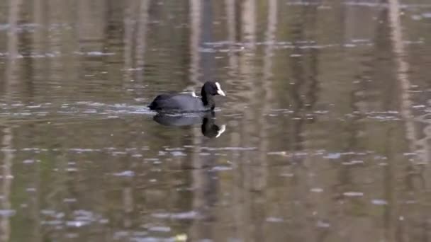 Avrasya Yaban Ördeği Fulica Atra Ördekgiller Rallidae Familyasından Bir Kuş — Stok video