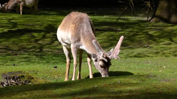 Fallow Deer Dama Mezopotamya Cervidae Familyasından Bir Memeli Türü — Stok video