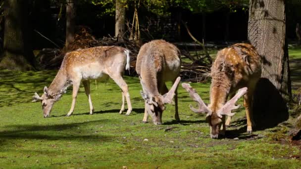 Parlagon Heverő Szarvas Dama Mesopotamica Cervidae Családba Tartozó Kérődző Emlős — Stock videók