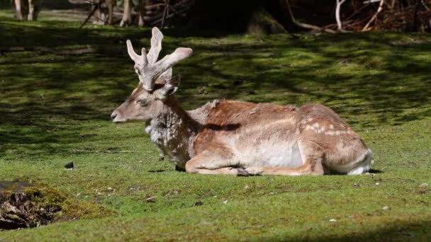 Fallow Deer Dama Mesopotamica Ruminant Mammal Belonging Family Cervidae — Stock Video