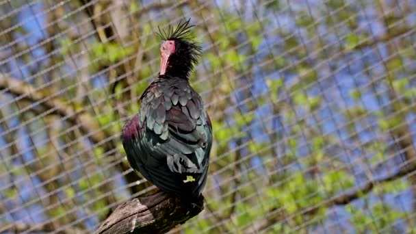 Ibis Careca Norte Ibis Eremita Waldrapp Lat Geronticus Eremita Uma — Vídeo de Stock