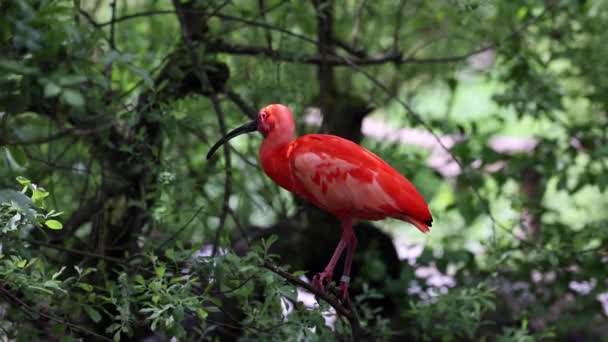 Szkarłatny Ibis Eudocimus Ruber Ptak Rodziny Threskiornithidae Podziwiany Przez Czerwonawe — Wideo stockowe