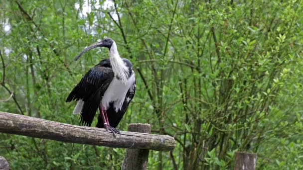 ストローネックのイビストレスキオルニス スピニコリス Threskiornis Spincollis イビストレスキオルニス科の鳥である ドイツの公園で — ストック動画