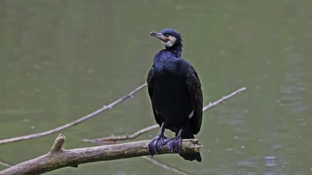 Gran Cormorán Phalacrocorax Carbo Conocido Como Gran Cormorán Negro Través — Vídeo de stock