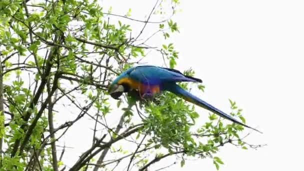 Blue Yellow Macaw Ara Arauna Επίσης Γνωστό Μπλε Και Χρυσό — Αρχείο Βίντεο