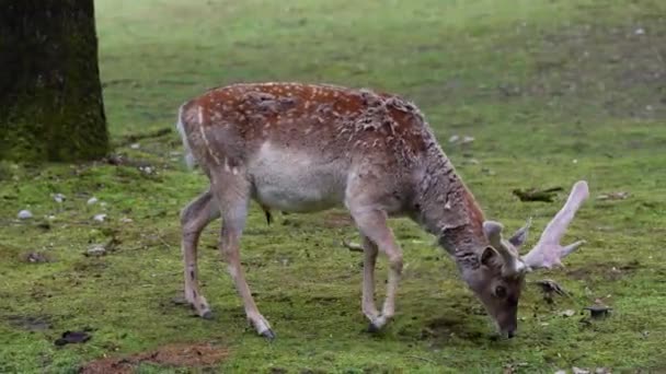 Fallow Deer Dama Mesopotamica Ruminant Mammal Belonging Family Cervidae — Stock Video