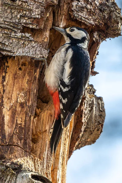 Den Stora Fläckiga Hackspett Dendrocopos Major Sitter Grenen Trädet Någonstans — Stockfoto