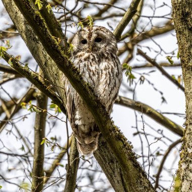 Juvenile tawny owl, Strix aluco bir dal üzerine tünemiş. Bu kahverengi baykuş, Palearctic 'in genelinde genellikle ağaçlık alanlarda bulunan tıknaz, orta büyüklükte bir baykuştur..