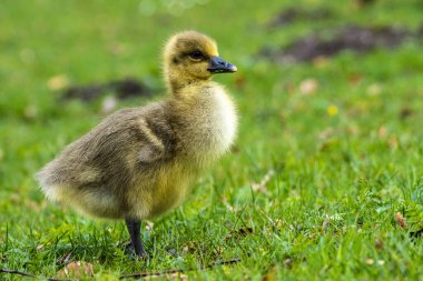 Anser anser, Anatidae familyasından bir kuş türü olan Anatidae familyasından bir kaz türü.