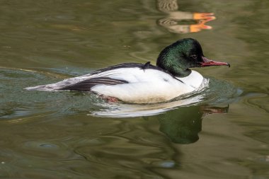 Merganser, Goosander, Mergus merganser, Almanya 'nın Münih kentindeki İngiliz Bahçesi' nde Kleinhesseloher Gölü 'nde yüzüyor.