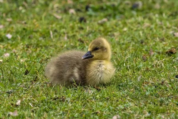 Primo Piano Una Bella Pelle Oca Grigia Gialla Soffice Bambino — Foto Stock