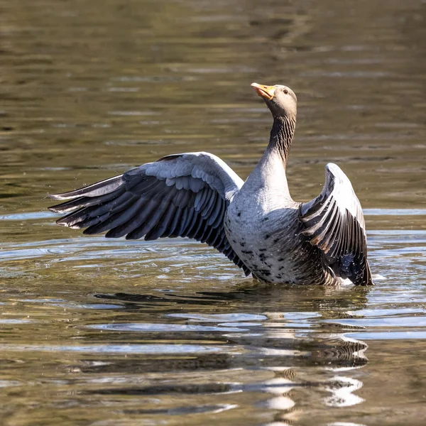 The greylag goose spreading its wings on water. Anser anser is a species of large goose in the waterfowl family Anatidae and the type species of the genus Anser.