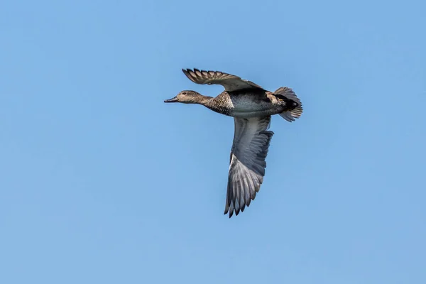 Ánade Real Anas Platyrhynchos Pato Juguetón Aquí Volando Aire Sobre — Foto de Stock