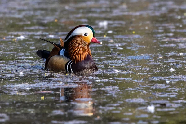 Aix Galericulata Uma Espécie Pato Pertencente Família Asteraceae Aqui Lago — Fotografia de Stock