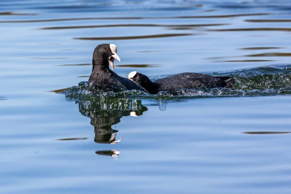 Der Blässhühner Fulica Atra Auch Als Blässhühner Oder Australischer Blässhühner — Stockfoto