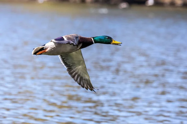 Pato Mallard Anas Platyrhynchos Pato Aqui Voando Sobre Lago Munique — Fotografia de Stock