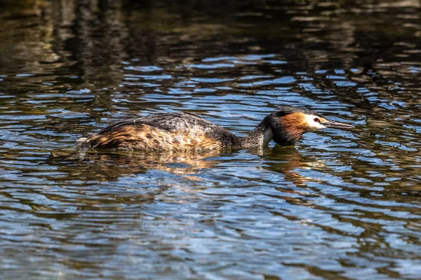 Great Crested Grebe Podiceps Cristatus Beautiful Orange Colors Water Bird — Stock Photo, Image