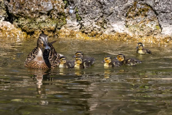 Dzika Kaczka Lub Krzyżówka Anas Platyrhynchos Rodziny Młodych Goslings Nad — Zdjęcie stockowe