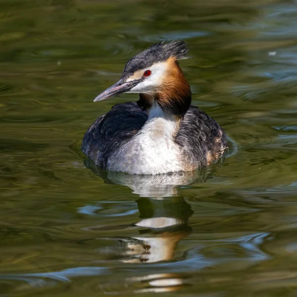 Great Crested Grebe Podiceps Cristatus Con Hermosos Colores Naranjas Pájaro — Foto de Stock