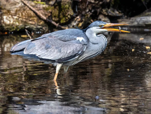 Während Sie Diesen Graureiher Bewegten Wasser Fischte Fing Ardea Cinerea — Stockfoto