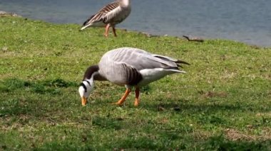 Çubuk başlı kaz Anser indicus, Orta Asya 'da, Güney Asya' daki dağ gölleri ve kışlarda Hindistan yarımadasının güneyine kadar uzanan kolonilerde yaşayan bir kaz türüdür. İngiliz Bahçesi, Münih, Almanya 'da görüldü.