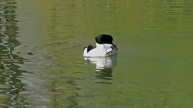 Münih 'teki İngiliz Bahçesi' nde Kleinhesseloher Gölü 'nde yüzen Merganser, Goosander ve Mergus merganser.