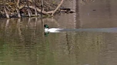 Münih 'teki İngiliz Bahçesi' nde Kleinhesseloher Gölü 'nde yüzen Merganser, Goosander ve Mergus merganser.