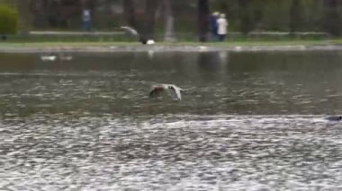 Anser anser, Anatidae familyasından Anatidae familyasından bir kaz türü. Burada havada uçuyor..