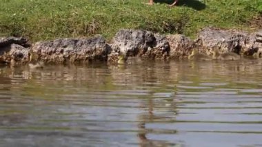 Küçük bebekleri olan gri lag kazları ailesi. Gri-lag kaz, Anser anser, Anatidae familyasından bir kaz türü.