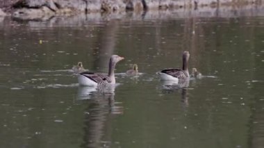 Küçük bebekleri olan gri lag kazları ailesi. Gri-lag kaz, Anser anser, Anatidae familyasından bir kaz türü.