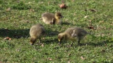 Anser anser, Anatidae familyasından bir kuş türü olan Anatidae familyasından bir kaz türü.
