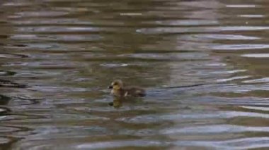 Anser anser, Anatidae familyasından bir kuş türü olan Anatidae familyasından bir kaz türü.