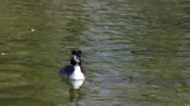 Great Crested Grebe, Podiceps kristali turuncu güzel renklerle, kırmızı gözlü bir su kuşu. Eski Dünya 'da bulunan en büyük aile üyesidir..