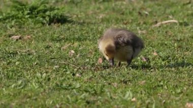 Anser anser, Anatidae familyasından bir kuş türü olan Anatidae familyasından bir kaz türü.