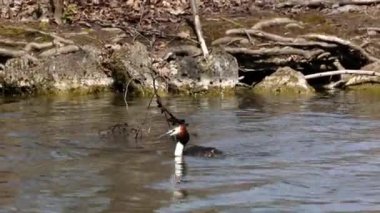 Bir çift Great Crested Grebe, Podiceps kristali yuvalarını inşa ediyor. Güzel turuncu renkli kuş, kırmızı gözlü su kuşu. Eski Dünya 'da bulunan en büyük aile üyesidir..